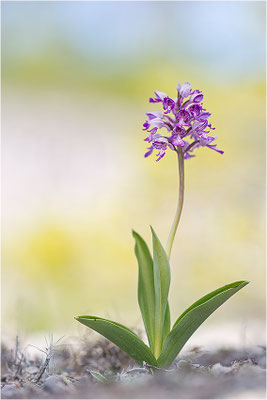 Helm-Knabenkraut (Orchis militaris), Schweden, Farö