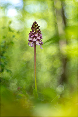 Purpur-Knabenkraut (Orchis purpurea), Deutschland, Baden-Württemberg