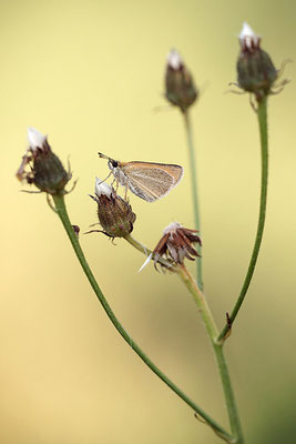 Braunkolbiger Braun-Dickkopffalter (Thymelicus sylvestris), Deutschland, Baden-Württemberg