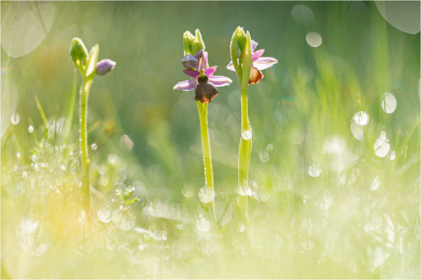 Ophrys aveyronensis
