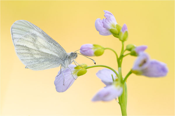 Tintenfleck-Weißling (Leptidea sinapis bzw. juvernica), Deutschland, Baden-Württemberg