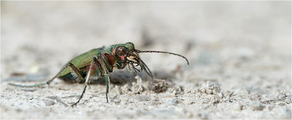 Feld-Sandlaufkäfer (Cicindela campestris), Deutschland, Baden-Württemberg