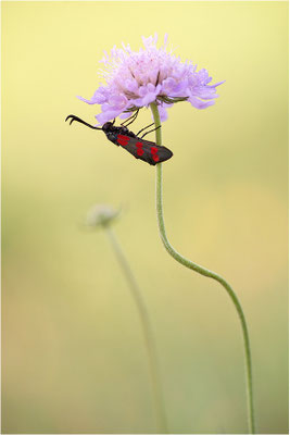 Sechsfleck-Widderchen (Zygaena filipendulae), Deutschland, Baden-Württemberg