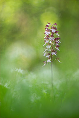Purpur-Knabenkraut (Orchis purpurea), Deutschland, Baden-Württemberg