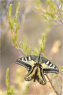 Schwalbenschwanz (Papilio machaon), Paarung, Frankreich, Bouches-du-Rhône