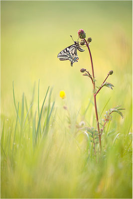 Schwalbenschwanz (Papilio machaon), Deutschland, Baden-Württemberg