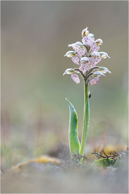 Milchweißes Knabenkraut (Neotinea lactea), Dep. Var, Frankreich