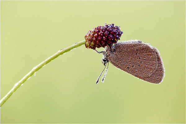 Dunkler Wiesenknopf-Ameisenbläuling (Phengaris nausithous), Deutschland, Baden-Württemberg