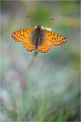 Hochalpen-Perlmuttfalter (Boloria pales), Italien, Region Aostatal, 2600m