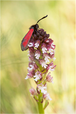Thymian-Widderchen (Zygaena purpuralis), Schweiz, Wallis