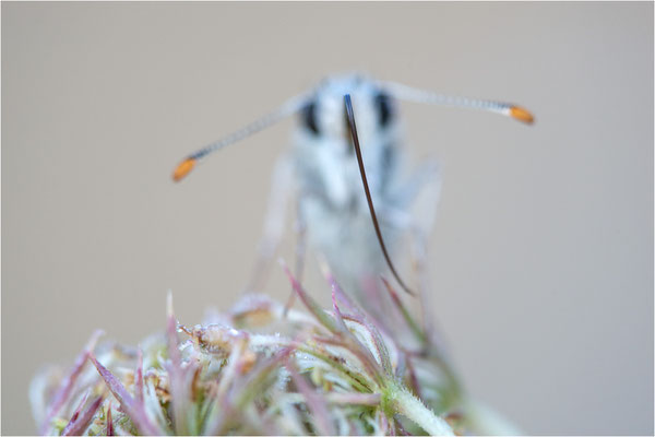 Foulquier´s Würfel-Dickkopffalter (Pyrgus bellieri), Frankreich, Ardèche