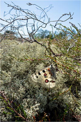 Roter Apollo (Parnassius apollo apollo), Schweden, Småland