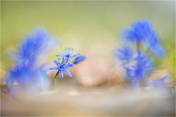 Zweiblättriger Blaustern (Scilla bifolia), Deutschland, Baden-Württemberg