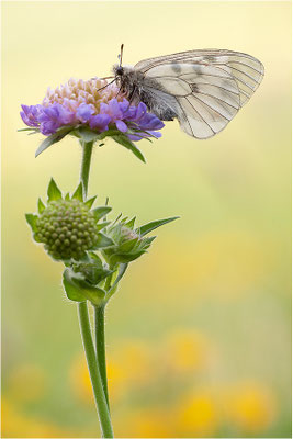 Schwarzer Apollo (Parnassius mnemosyne), Frankreich, Ardèche
