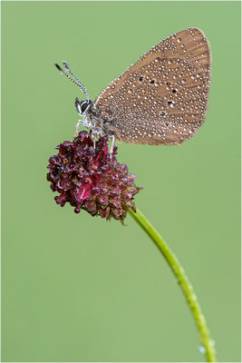 Dunkler Wiesenknopf-Ameisenbläuling (Phengaris nausithous), Deutschland, Baden-Württemberg