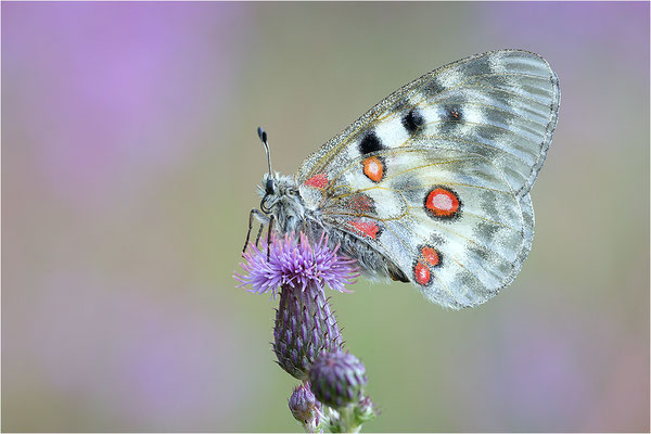 Roter Apollo (Parnassius apollo pedemontanus), Italien, Region Aostatal, 2.100m