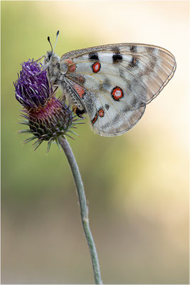 Roter Apollo (Parnassius apollo antijesuitus), Spanien, Provinz Lleida