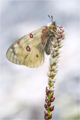 Hochalpen-Apollo (Parnassius sacerdos), Schweiz, Kanton Bern