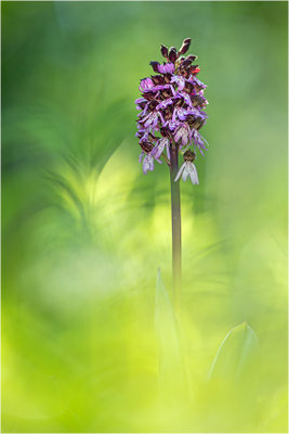 Purpur-Knabenkraut (Orchis purpurea), Deutschland, Baden-Württemberg