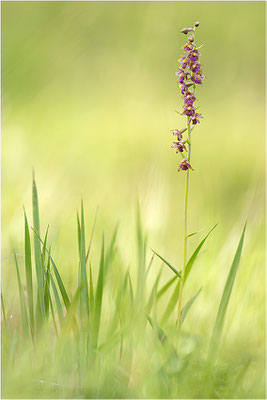 Rotbraune Stendelwurz (Epipactis atrorubens), Frankreich, Jura