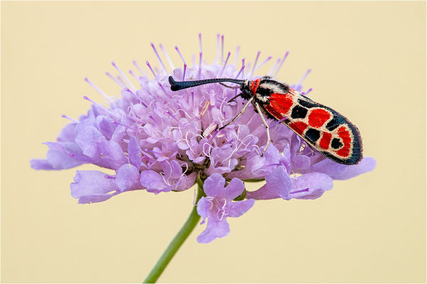 Bergkronwicken-Widderchen (Zygaena fausta), Spanien, Lleida
