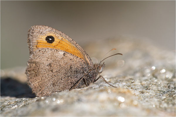 Kleines Ochsenauge (Hyponophele lycaon), Frankreich, Dep. Savoie