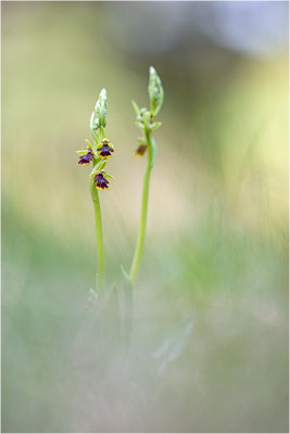 Ophrys aymoninii
