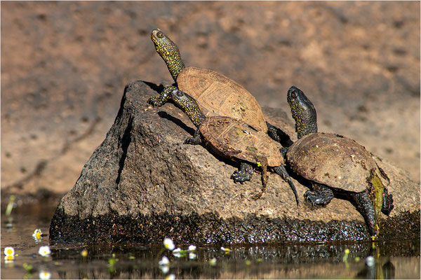Europäische Sumpfschildkröte (Emys orbicularis capolongoi), Italien, Sardinien