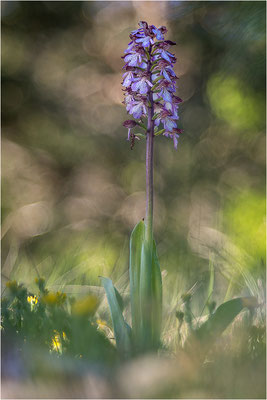 Purpur-Knabenkraut (Orchis purpurea), Frankreich, Drôme