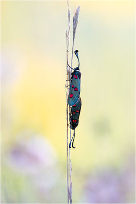 Lavendel-Widderchen (Zygaena lavandulae), Frankreich, Ardèche