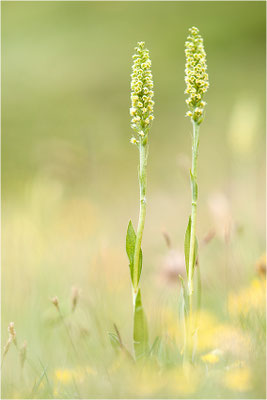 Weiße Höswurz (Pseudorchis albida), Schweiz, Oberwallis