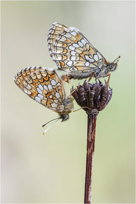 Wachtelweizen-Scheckenfalter (Melitaea athalia), Schweiz, Kanton Bern, 1700m