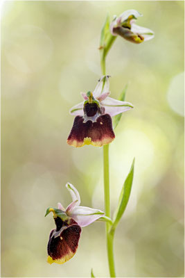 Chesterman´s Ragwurz (Ophrys chestermanii)