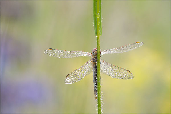 Frühe Heidelibelle (Sympetrum fonscolombii), Deutschland, Baden-Württemberg