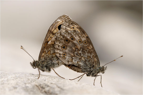 Mauerfuchs (Lasiommata megera), Paarung, Schweiz, Gantrisch