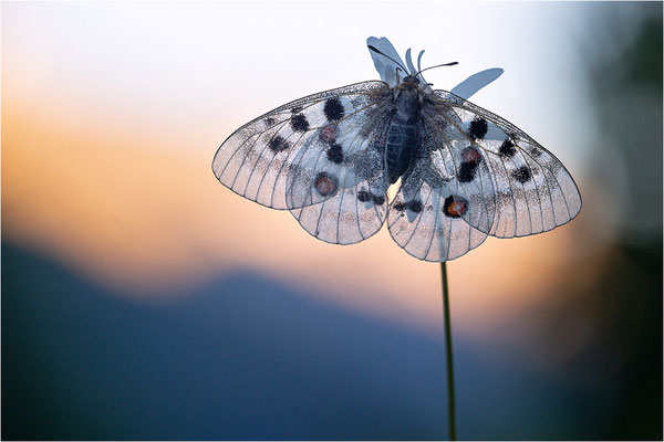 Roter Apollo (Parnassius apollo geminus), Schweiz, Kanton Bern