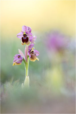 Ophrys tenthredinifera