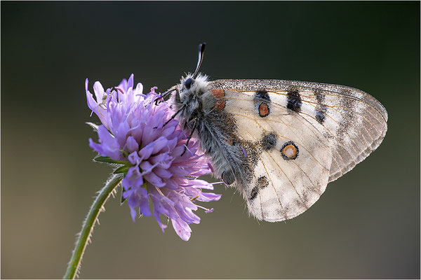 Roter Apollo (Parnassius apollo substitutus), Frankreich, Savoyen