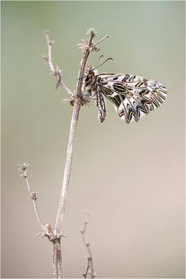 Südlicher Osterluzeifalter (Zerynthia polyxena), Männchen, Frankreich, Aude