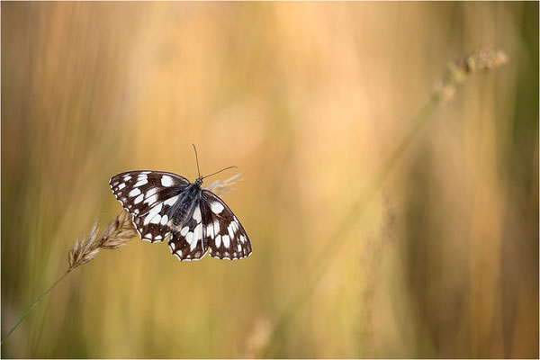 Schachbrettfalter (Melanargia galathea), Weibchen, Deutschland, Baden-Württemberg