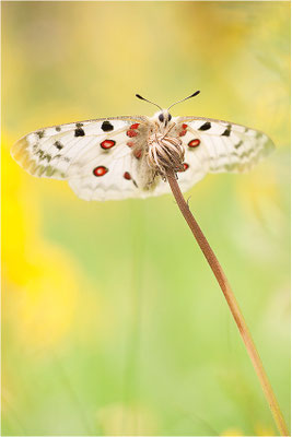 Roter Apollo (Parnassius apollo thiemo), Deutschland, Baden-Württemberg