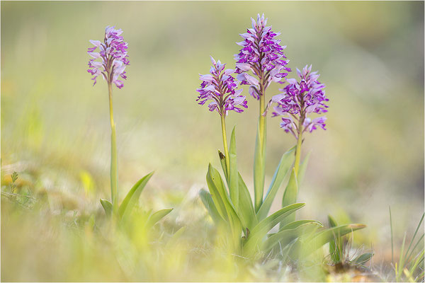 Helm-Knabenkraut (Orchis militaris), Schweden, Farö