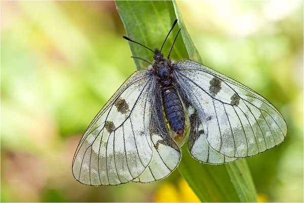 Schwarzer Apollo (Parnassius mnemosyne), Schweiz, Kanton Wallis