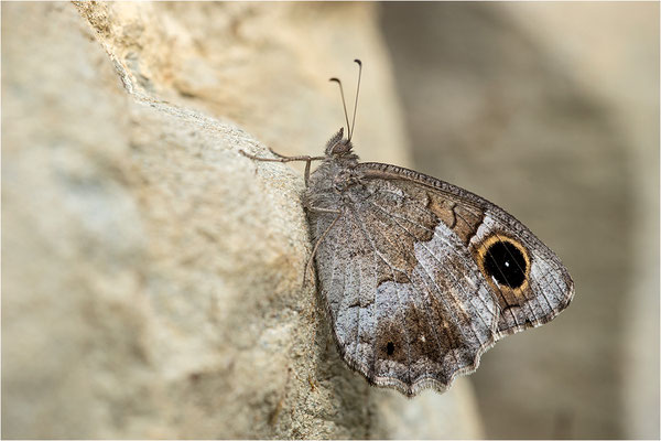 Eisenfarbiger Samtfalter (Hipparchia statilinus), Italien, Region Aosta, 900m
