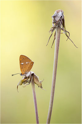 Dukaten-Feuerfalter (Lycaena virgaureae), Männchen, Schweiz, Wallis, 1600m
