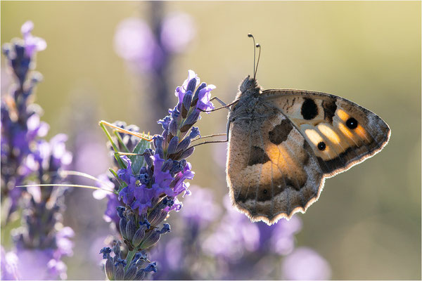 Berghexe (Chazara briseis), Dep. Drôme, Frankreich