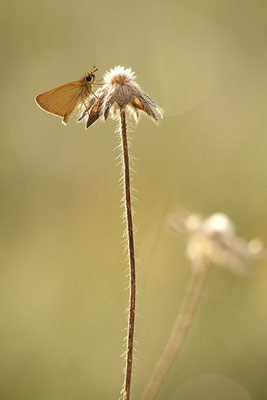 Schwarzkolbiger Braun-Dickkopffalter (Thymelicus lineola), Deutschland, Baden-Württemberg