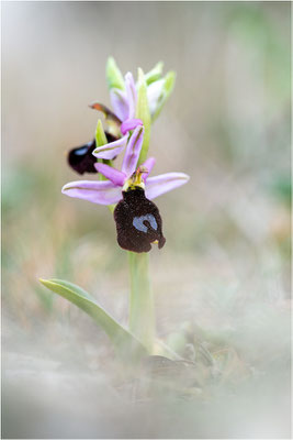 Ophrys aurelia, Bouches-du-Rhône