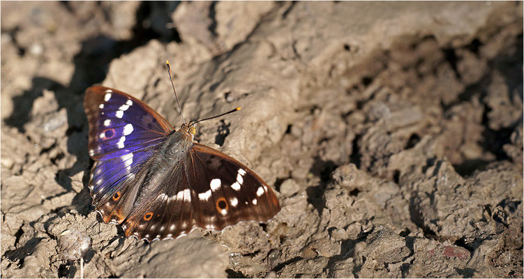 Kleiner Schillerfalter (Apatura ilia), Männchen, Deutschland, Baden-Württemberg