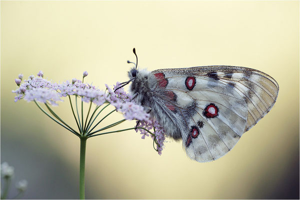 Roter Apollo (Parnassius apollo geminus), Schweiz, Kanton Bern